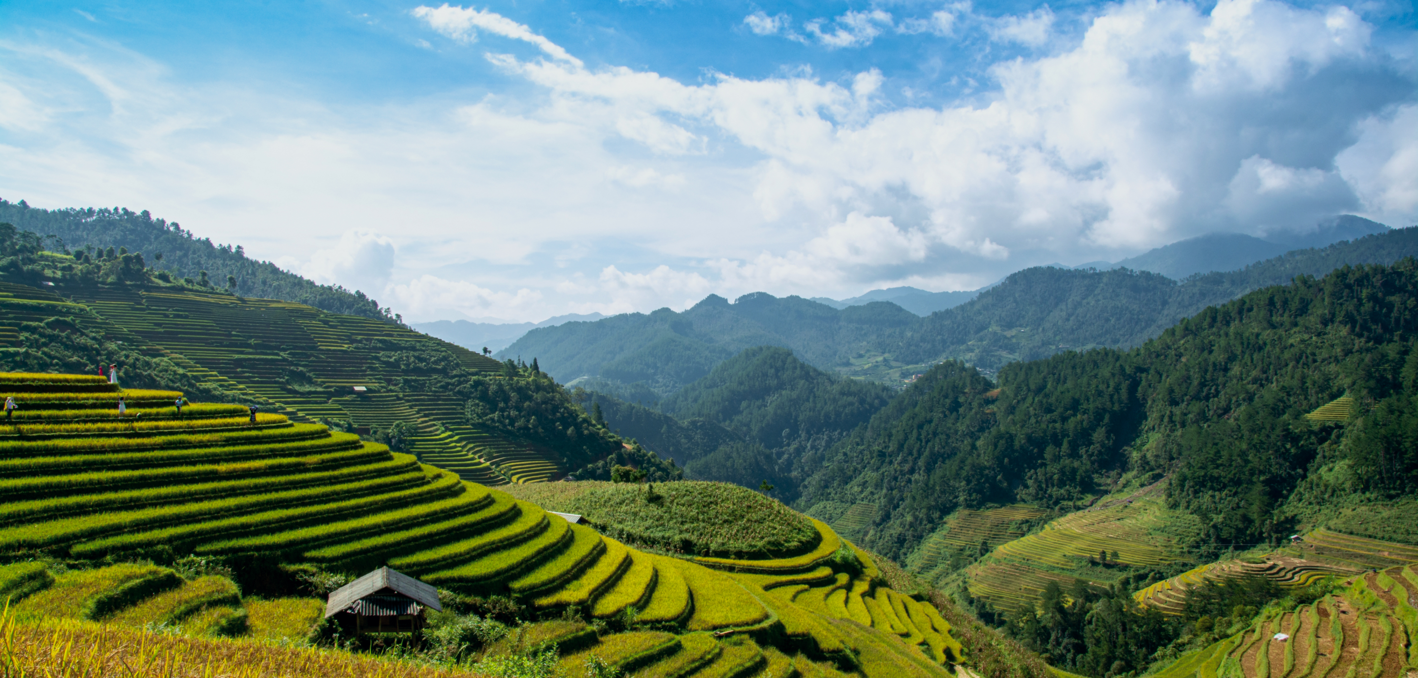 Terraced rice fields in Vietnam mountains